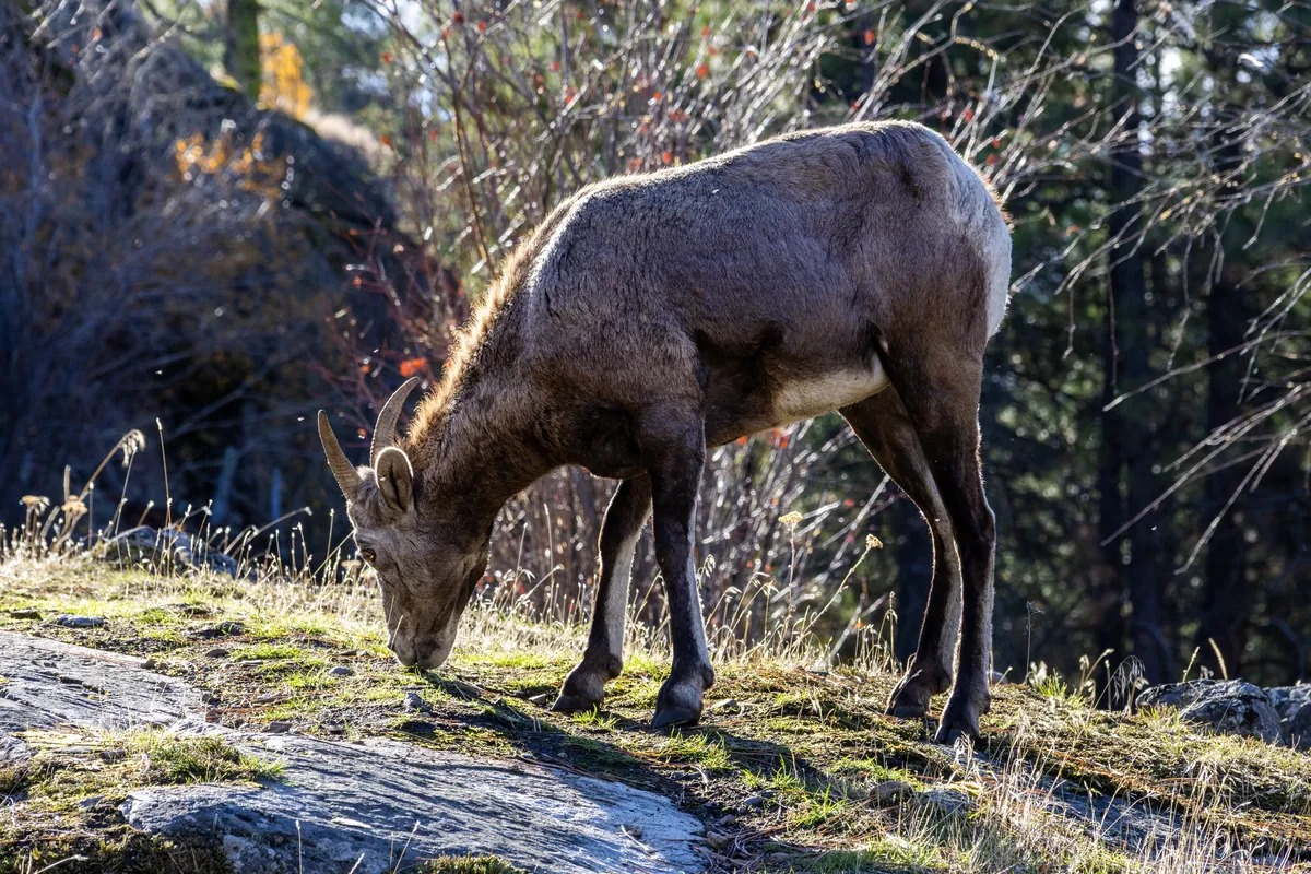 A goat at the crag, taken by Isaac.