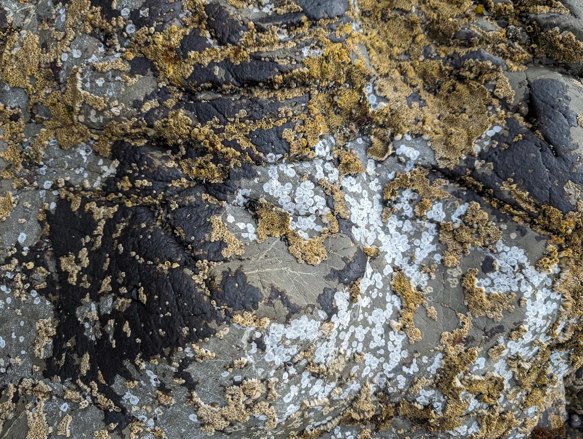 Barnacles and white encrustations covering dark shoreline rock.