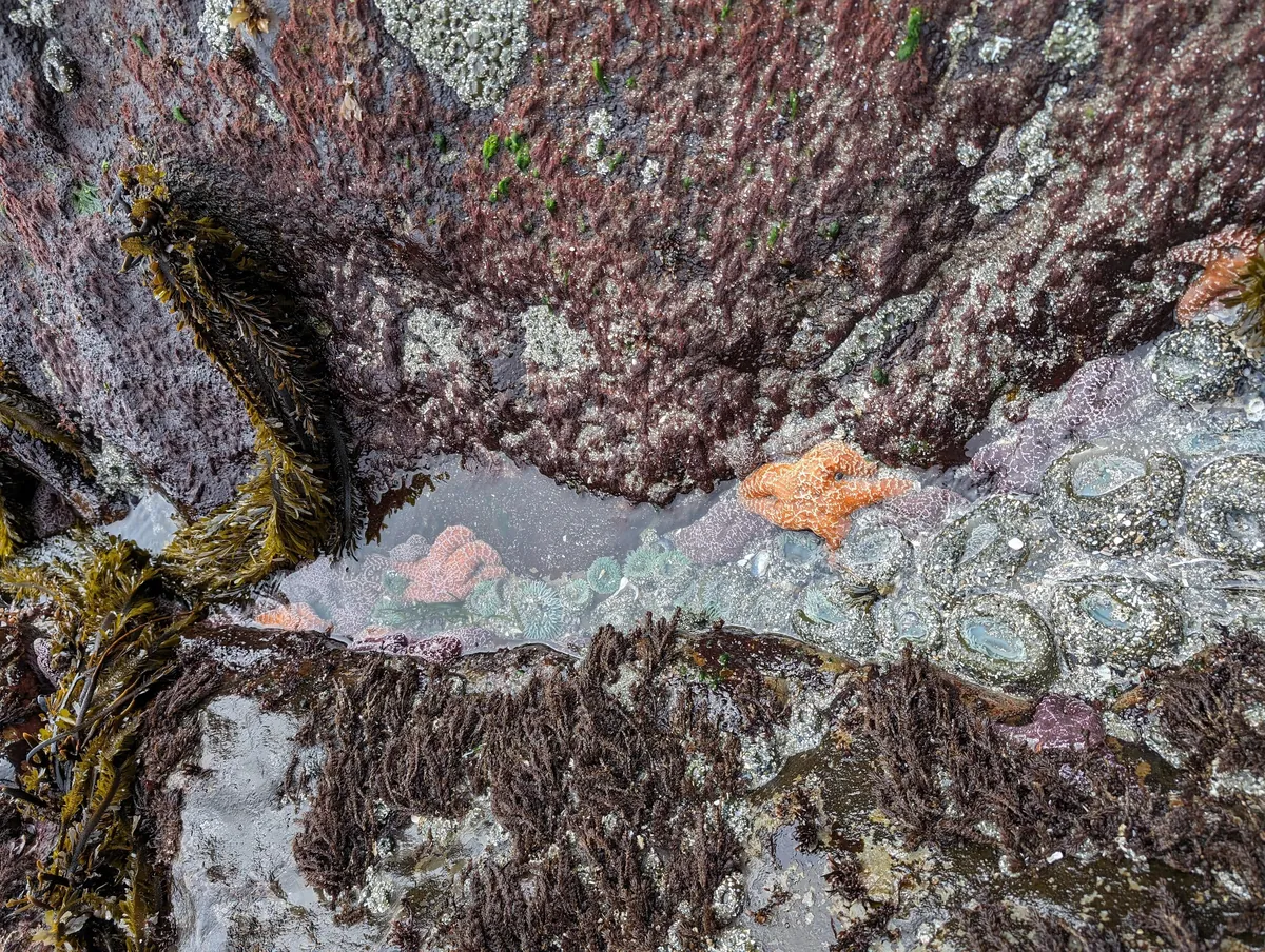 A tide pool with an orange sea star, green anemones and pink coralline algae.