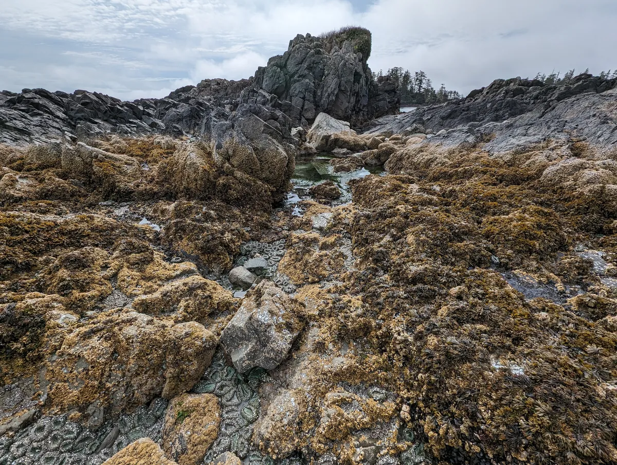 Seaweed-covered boulders and tide pools at low tide below a rocky headland.